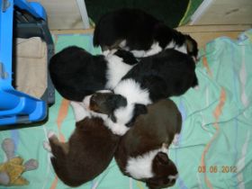 02062012WelpenDeli 093.jpg